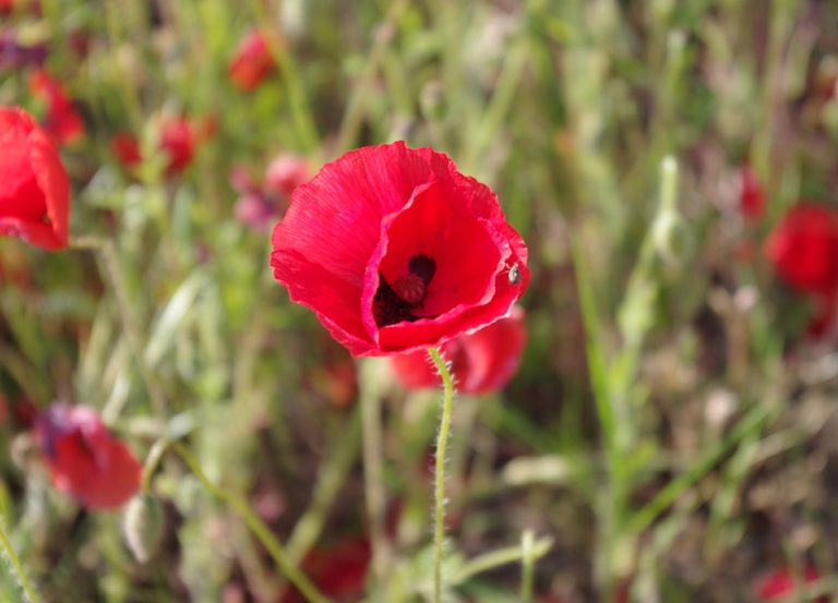 Klatschmohn