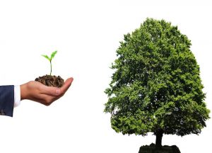 Vom Samen zum Baum