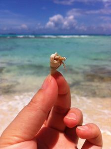 Einsiedlerkrebs in einem Schneckenhaus auf einer Hand vor dem Meer als Symbol für persönliches Wachstum und die Milzenergie im Jin Shin Jyutsu.
