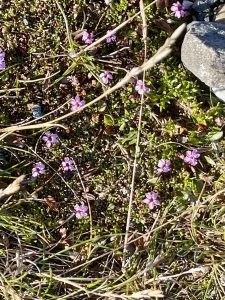 Kleine rosafarbene Blüten wachsen zwischen Gräsern, Moos und Steinen auf dem Nordkapplateau.